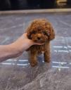Αναζήτηση Toy Poodle Red με Πιστοποίηση (μικρογραφία)