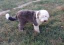 Αρσενικό κουτάβι Bobtail (μικρογραφία)