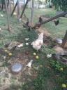 Αυγα κότες ελεύθερας βοσκης (μικρογραφία)