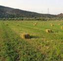ΒΙΟΛΟΓΙΚΟ Τριφυλλι από χωράφι χωρίς χημικά!! Σιδηροκαστρο νομού Σερρών, Μακεδονία Άλλα είδη Πωλούνται (μικρογραφία 2)
