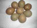 Διατίθενται αυγά εκκόλαψης Θεσσαλονίκη νομού Θεσσαλονίκης, Μακεδονία Ζώα - Κατοικίδια Πωλούνται (μικρογραφία 3)
