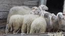 Εξι πρόβατα ζυγούρια δεκα μηνων Καλιανοι νομού Κορινθίας, Πελοπόννησος Ζώα - Κατοικίδια Πωλούνται (μικρογραφία 2)