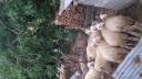 Εξι πρόβατα ζυγούρια δεκα μηνων Καλιανοι νομού Κορινθίας, Πελοπόννησος Ζώα - Κατοικίδια Πωλούνται (μικρογραφία 3)