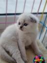 Γατάκι Scottish fold (μικρογραφία)