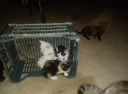 Γατάκια ψάχνουν σπίτι Κιλκίς νομού Κιλκίς, Μακεδονία Ζώα - Κατοικίδια Πωλούνται (μικρογραφία 3)