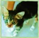 Για υιοθεσία γατάκι 2μ., (aegean cat/calico) (μικρογραφία)