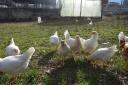 Κότες Αυγοπαραγωγης Leghorn Isa brown Βέροια νομού Ημαθίας, Μακεδονία Ζώα - Κατοικίδια Πωλούνται (μικρογραφία 2)