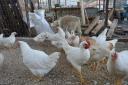 Κότες Αυγοπαραγωγης Leghorn Isa brown Βέροια νομού Ημαθίας, Μακεδονία Ζώα - Κατοικίδια Πωλούνται (μικρογραφία 3)