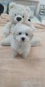 (ΚΟΤΟΝ ΝΤΕ ΤΟΥΛΕΑΡ)Coton de Tulear.2 εμβολια  με τσιπακι. (μικρογραφία)