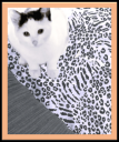 λευκό γατάκι aegean cat για υιοθεσία (χαρίζεται).Θεσσαλονίκη (μικρογραφία)