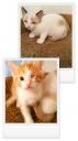 Μωρά γατάκια χαρίζονται Νεα Ερυθραια νομού Αττικής - Αθηνών, Αττική Ζώα - Κατοικίδια Πωλούνται (μικρογραφία 3)