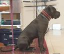 Πωλειται Cane Corso καθαρόαιμο Ηράκλειο νομού Ηρακλείου, Κρήτη Ζώα - Κατοικίδια Πωλούνται (μικρογραφία 3)