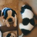 Πωλείται French bulldog (μικρογραφία)