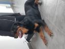 ΠΩΛΕΙΤΑΙ Σκύλος Rottweiler Λευκωσία νομού Κύπρου (νήσος), Κύπρος Ζώα - Κατοικίδια Πωλούνται (μικρογραφία 1)