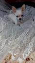 Πωλείται σκύλος μίνι τσιουάουα Νικαια νομού Αττικής - Πειραιώς / Νήσων, Αττική Ζώα - Κατοικίδια Πωλούνται (μικρογραφία 2)