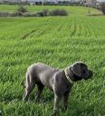 Πώληση σκύλου Cane corso Επανομη νομού Θεσσαλονίκης, Μακεδονία Ζώα - Κατοικίδια Πωλούνται (μικρογραφία 2)