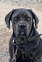 Πώληση σκύλου Cane corso (μικρογραφία)