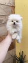 Πωλούνται Pomeranian spitz (μικρογραφία)