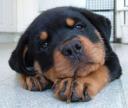 Πωλούνται κουτάβια Rottweiler (μικρογραφία)