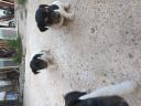 Πωλουνται σκυλακια jack rachel Μονο 200€ Λαγκαδας νομού Θεσσαλονίκης, Μακεδονία Ζώα - Κατοικίδια Πωλούνται (μικρογραφία 2)
