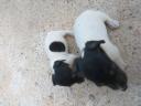Πωλουνται σκυλακια jack rachel Μονο 200€ Λαγκαδας νομού Θεσσαλονίκης, Μακεδονία Ζώα - Κατοικίδια Πωλούνται (μικρογραφία 3)