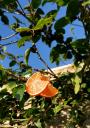 Σκουλαρίκια Χειροποίητα Καρπούζι - Πορτοκάλι Μυκονος νομού Κυκλάδων, Νησιά Αιγαίου Κοσμήματα - Ορολόγια Πωλούνται (μικρογραφία 3)