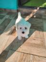 Σκυλάκια Μαλτέζ μινι toy καθαρόαιμο Νεα Σμυρνη νομού Αττικής - Αθηνών, Αττική Ζώα - Κατοικίδια Πωλούνται (μικρογραφία 2)