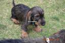 Σκύλο τεκελ σκληροτριχο Σητεια νομού Λασιθίου, Κρήτη Ζώα - Κατοικίδια Πωλούνται (μικρογραφία 2)