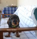 Σκύλο τεκελ σκληροτριχο Σητεια νομού Λασιθίου, Κρήτη Ζώα - Κατοικίδια Πωλούνται (μικρογραφία 3)