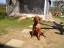 Σκύλος Βίσλα καθαρόαιμο Τρίκαλα νομού Τρικάλων, Θεσσαλία Ζώα - Κατοικίδια Πωλούνται (μικρογραφία 2)