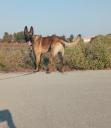 ΣΚΥΛΟΣ ΜΑΛΙΝΟΥΑ Πολύ όμορφος και έξυπνος σκυλος Σινδος νομού Θεσσαλονίκης, Μακεδονία Ζώα - Κατοικίδια Πωλούνται (μικρογραφία 2)