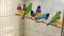 Σπινοι Gouldian Kερκυρα (μικρογραφία)