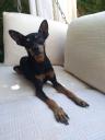 Θηλυκό Pinscher για ζευγάρωμα (μικρογραφία)