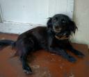 Χαρίζεται αξιαγάπητη σκυλίτσα Κατερίνη νομού Πιερίας, Μακεδονία Ζώα - Κατοικίδια Πωλούνται (μικρογραφία 2)