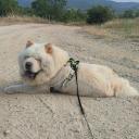Χαρίζεται αρσενικό chow chow (μικρογραφία)