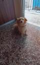 Χαρίζεται η Σισσυ μια μικρόσωμη σκυλίτσα Λάρισα νομού Λαρίσης, Θεσσαλία Ζώα - Κατοικίδια Πωλούνται (μικρογραφία 2)