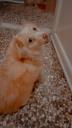 Χαρίζεται η Σισσυ μια μικρόσωμη σκυλίτσα Λάρισα νομού Λαρίσης, Θεσσαλία Ζώα - Κατοικίδια Πωλούνται (μικρογραφία 3)