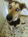 Χαριζεται ημιαιμος σκυλακος Πειραιας νομού Αττικής - Πειραιώς / Νήσων, Αττική Ζώα - Κατοικίδια Πωλούνται (μικρογραφία 3)