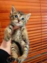 Χαρίζεται μωρό αρσενικό γατάκι 1 μηνός Νεα Ερυθραια νομού Αττικής - Αθηνών, Αττική Ζώα - Κατοικίδια Πωλούνται (μικρογραφία 1)