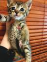 Χαρίζεται μωρό αρσενικό γατάκι 1 μηνός Νεα Ερυθραια νομού Αττικής - Αθηνών, Αττική Ζώα - Κατοικίδια Πωλούνται (μικρογραφία 3)
