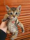 Χαρίζεται μωρό αρσενικό γατάκι 1 μηνός Νεα Ερυθραια νομού Αττικής - Αθηνών, Αττική Ζώα - Κατοικίδια Πωλούνται (μικρογραφία 2)