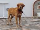 Χαρίζεται σκυλί ημιαιμο 4 χρόνων λόγω θανάτου του ιδιοκτητη Καβάλα νομού Καβάλας, Μακεδονία Ζώα - Κατοικίδια Πωλούνται (μικρογραφία 1)