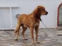 Χαρίζεται σκυλί ημιαιμο 4 χρόνων λόγω θανάτου του ιδιοκτητη Καβάλα νομού Καβάλας, Μακεδονία Ζώα - Κατοικίδια Πωλούνται (μικρογραφία 2)