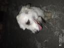 Χαρίζεται χαδιαρικο σκυλάκι και καλός φύλακας Κατερίνη νομού Πιερίας, Μακεδονία Ζώα - Κατοικίδια Πωλούνται (μικρογραφία 2)