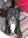 Χαρίζετε το παρόν σκυλι Καλαμάτα νομού Μεσσηνίας, Πελοπόννησος Ζώα - Κατοικίδια Πωλούνται (μικρογραφία 3)