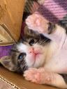 Χαρίζονται γατάκια 1,5 μηνών Τρίκαλα νομού Τρικάλων, Θεσσαλία Άλλα είδη Πωλούνται (μικρογραφία 2)