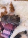 Χαρίζονται γατάκια 1,5 μηνών Τρίκαλα νομού Τρικάλων, Θεσσαλία Άλλα είδη Πωλούνται (μικρογραφία 3)