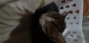 Χαριζονται γατάκια από εμβολιασμένη γάτα περιοχή τρικαλα. Τρίκαλα νομού Τρικάλων, Θεσσαλία Ζώα - Κατοικίδια Πωλούνται (μικρογραφία 2)
