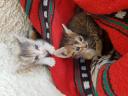 Χαρίζονται γατάκια περίπου 1 μηνων Μυτιλήνη νομού Λέσβου, Νησιά Αιγαίου Ζώα - Κατοικίδια Πωλούνται (μικρογραφία 1)