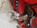 Χαρίζονται γατάκια περίπου 1 μηνων Μυτιλήνη νομού Λέσβου, Νησιά Αιγαίου Ζώα - Κατοικίδια Πωλούνται (μικρογραφία 2)